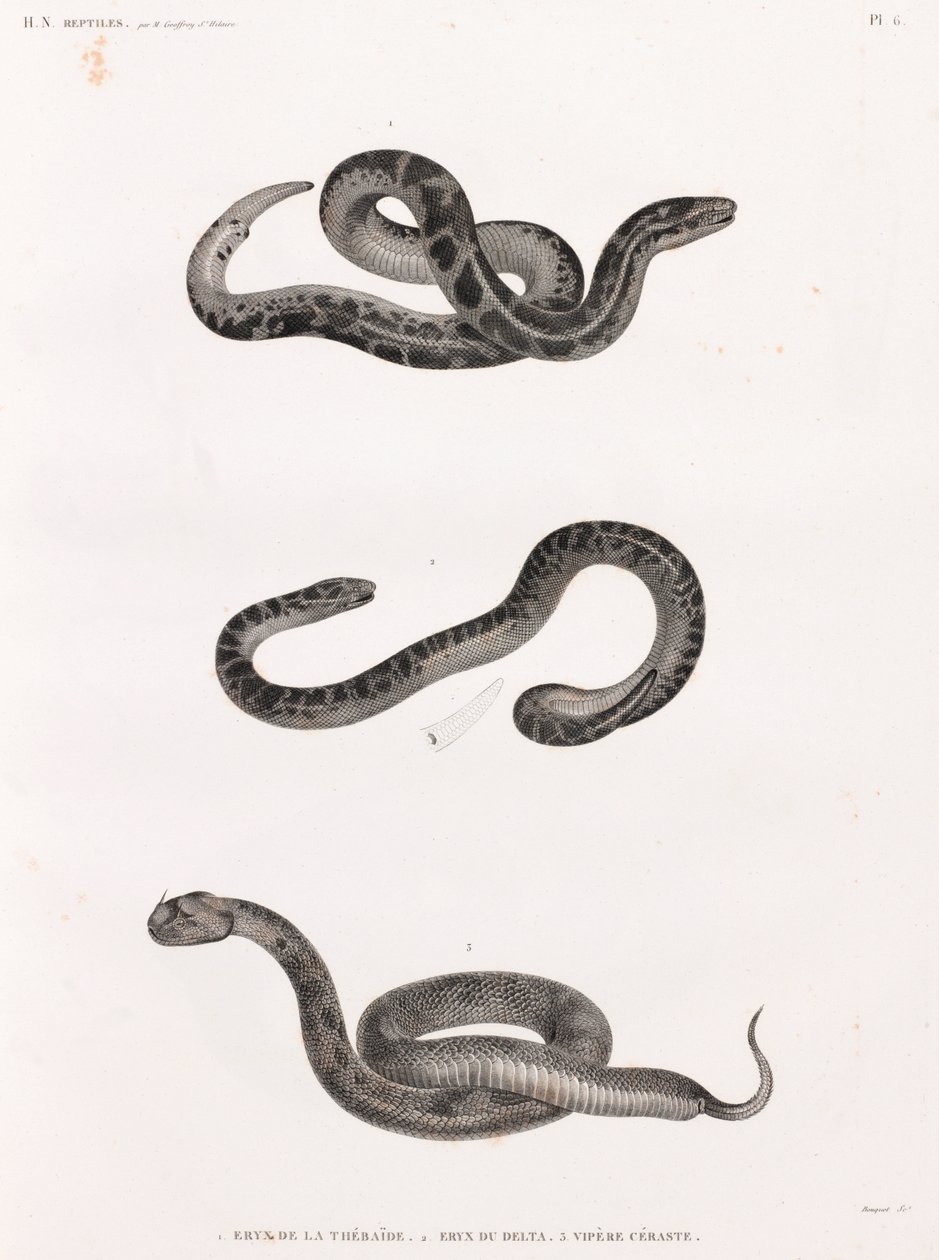 Répteis: cobras de Unbekannt