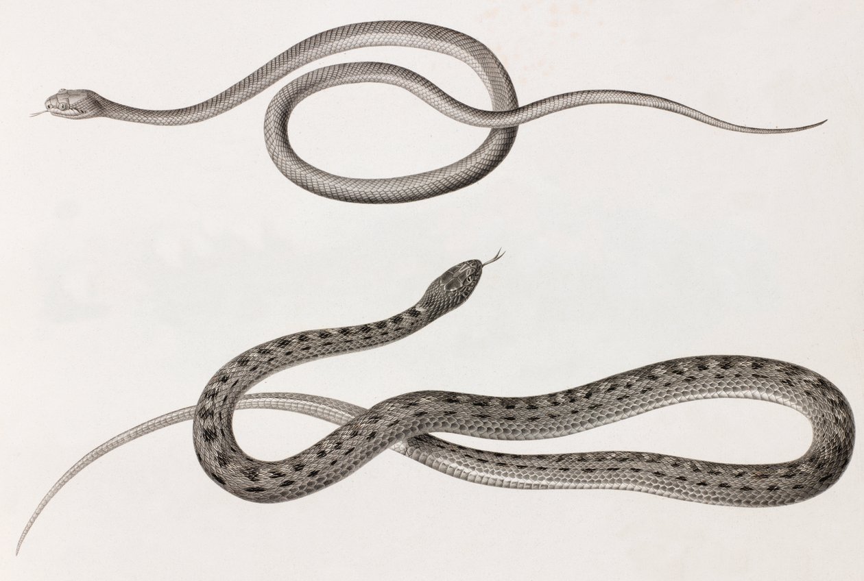 Répteis: duas imagens de perto de ilustrações de cobras de Unbekannt