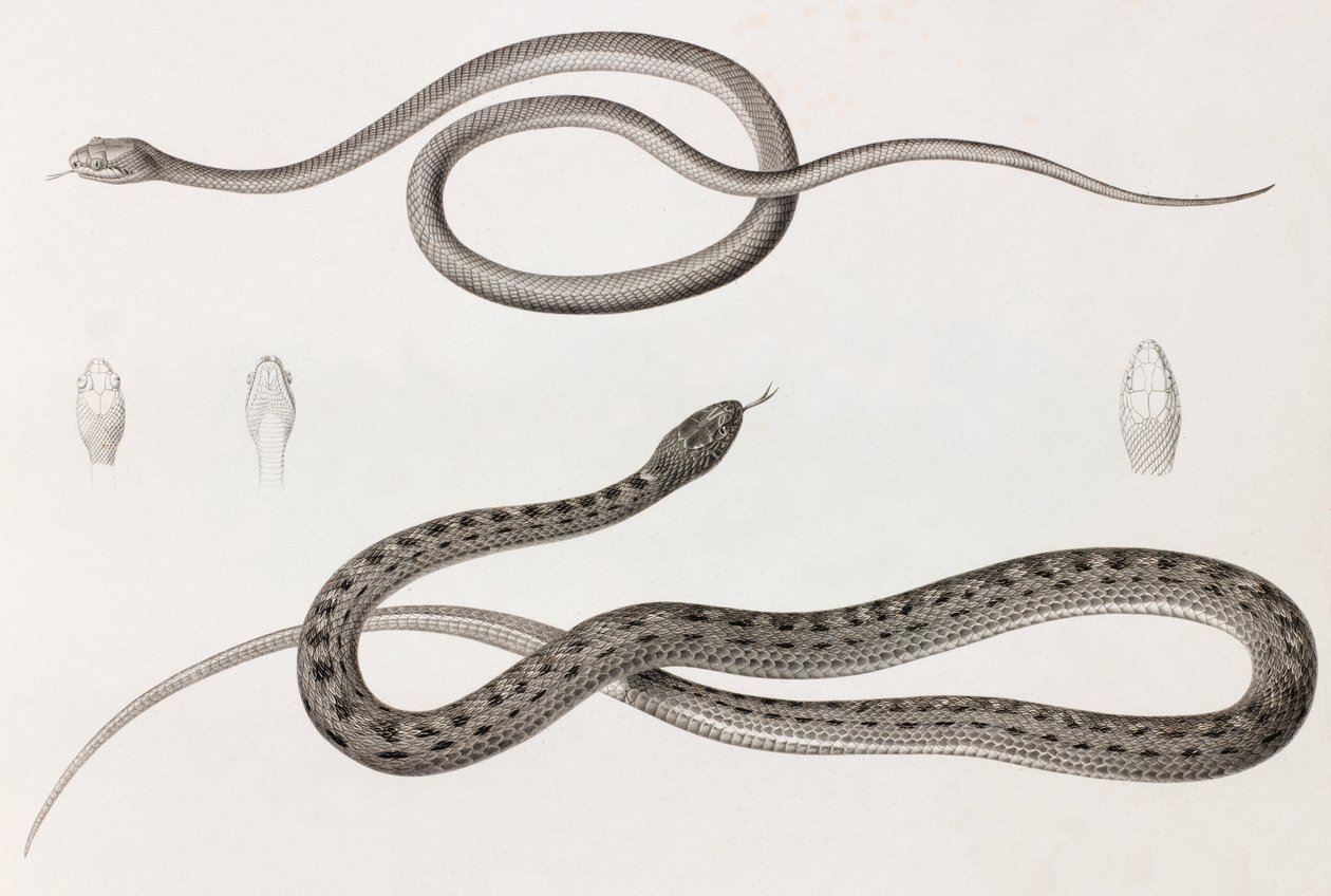 Répteis: duas imagens de perto de ilustrações de cobras de Unbekannt