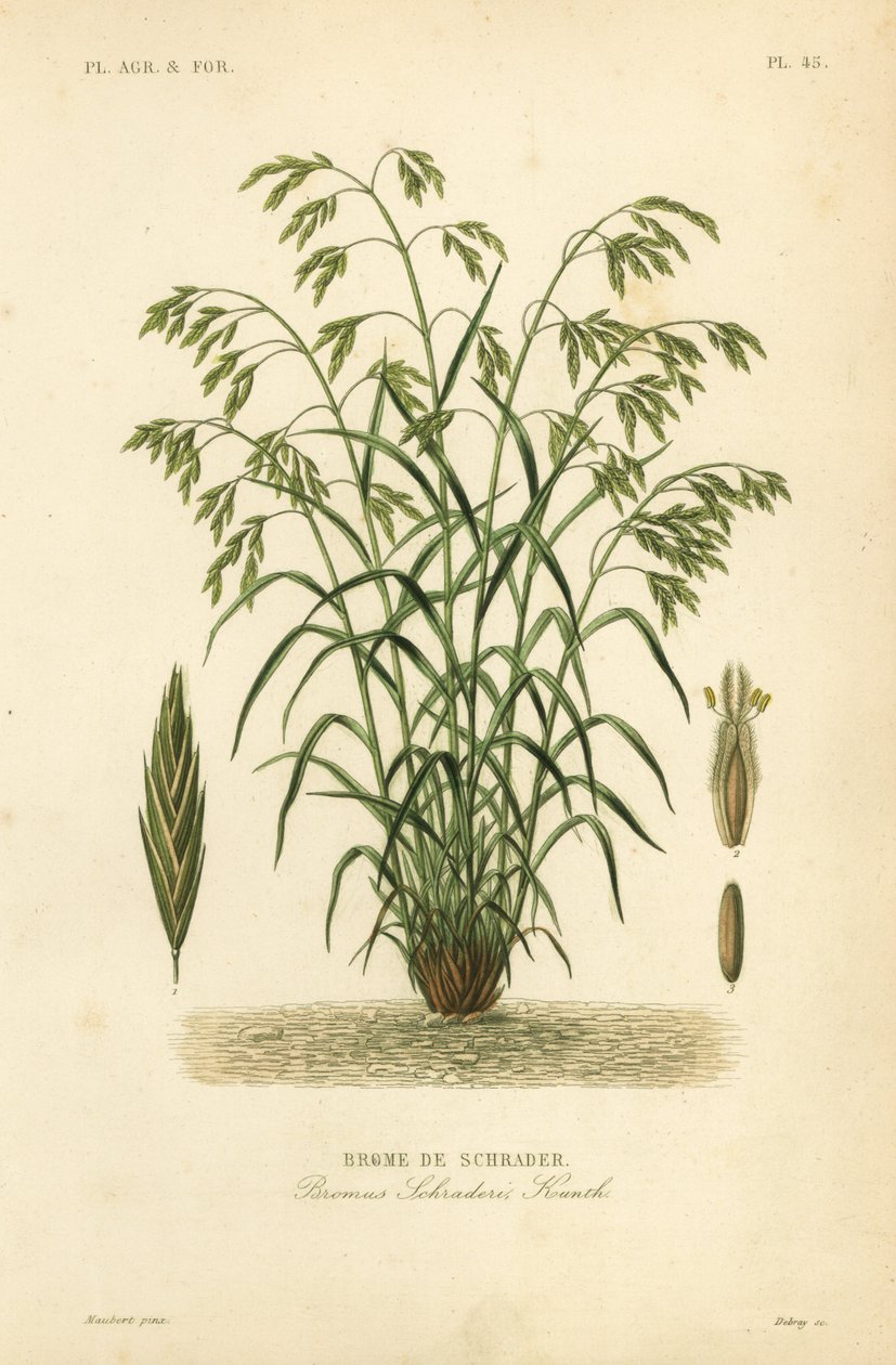 Rescuegrass, ou Bromus catharticus, Bromus schraderi, Brome de Schrader de Unbekannt