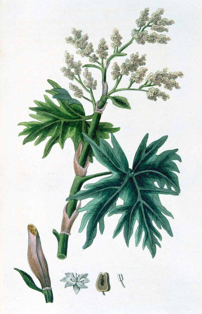 Ruibarbo, 1823 de Unbekannt