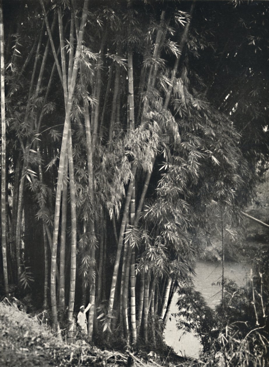 Riesenbambus Dendrocalamus giganteus em Peradeniya bei Kandy, 1926 de Unbekannt