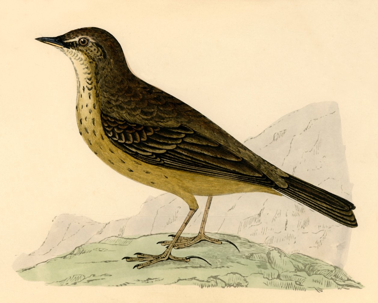 Rock Pipit, final do século XIX. de Unbekannt