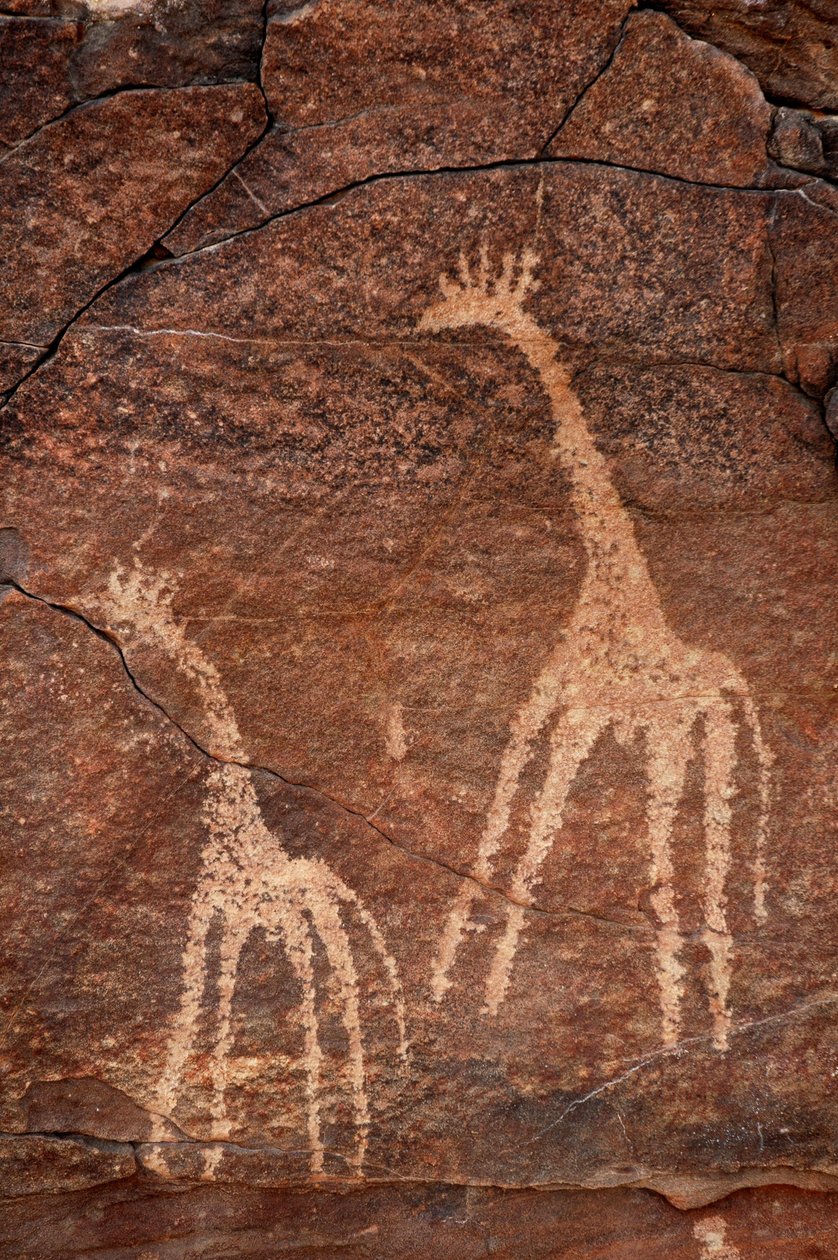 Arte rupestre, Pré-história: Detalhe de uma gravura de girafas no maciço de Uweinat, Egipto. (Período de 8000 a 3000 anos a.C.). Fotografia de Unbekannt