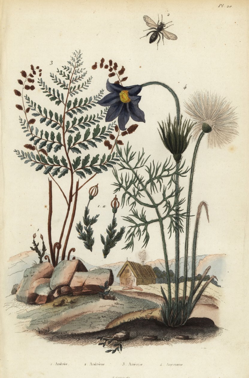 Musgo de rocha, Andraea rupestris 1, abelha mineira, Andrena agilissima 2, samambaia florida, Anemia adiantifolia 3, e flor pasqueada, Anemone pulsatilla 4 de Unbekannt