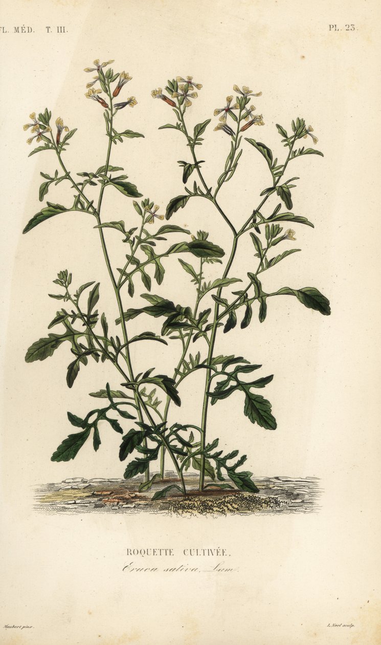 Foguete ou rúcula, Eruca vesicaria, Eruca sativa, Roquette cultivee de Unbekannt