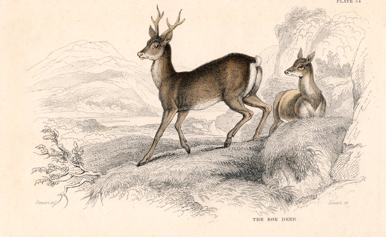 Corça Capreolus capreolus, espécie eurasiana de veado, 1828 de Unbekannt