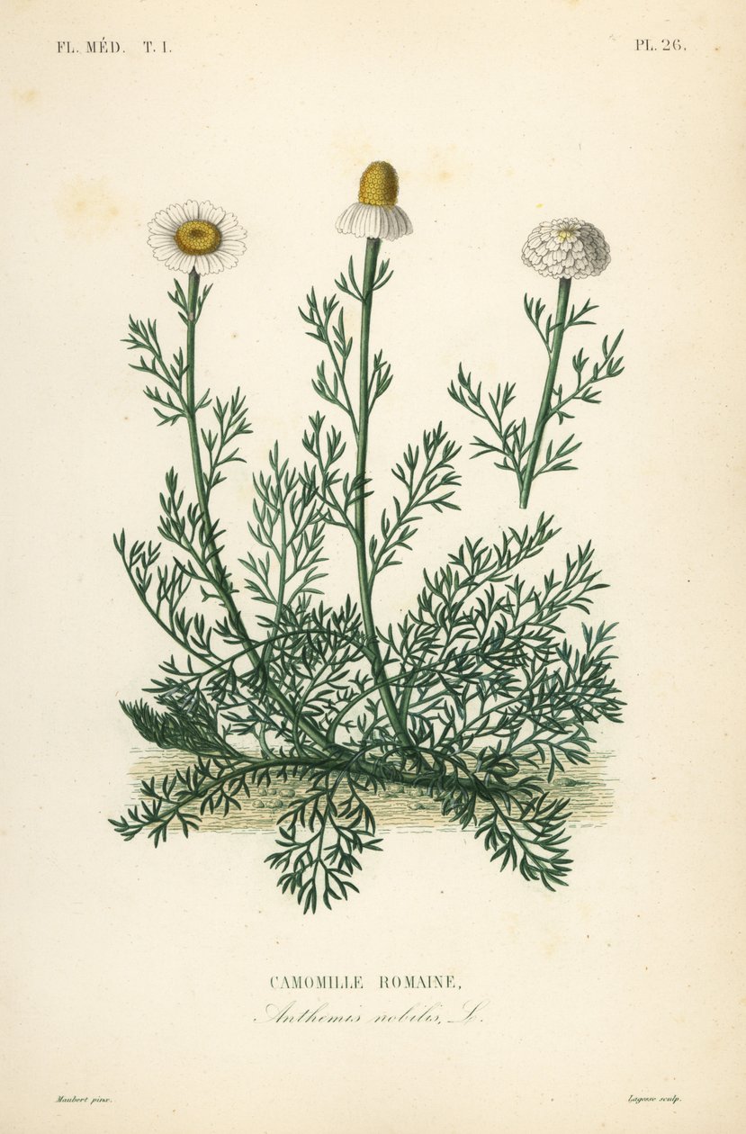 Camomila romana ou camomila, Chamaemelum nobile, Anthemis nobilis, Camomille romaine de Unbekannt