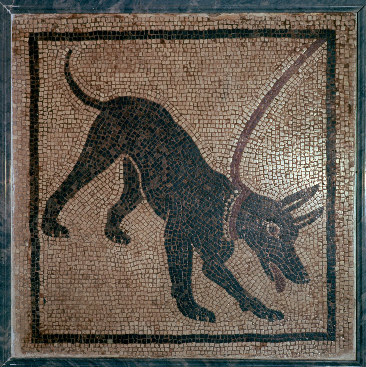 Mosaico romano de um cão, século I de Unbekannt