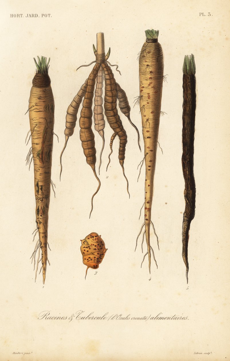 Vegetais de raiz, racines et tubercule alimentaires de Unbekannt
