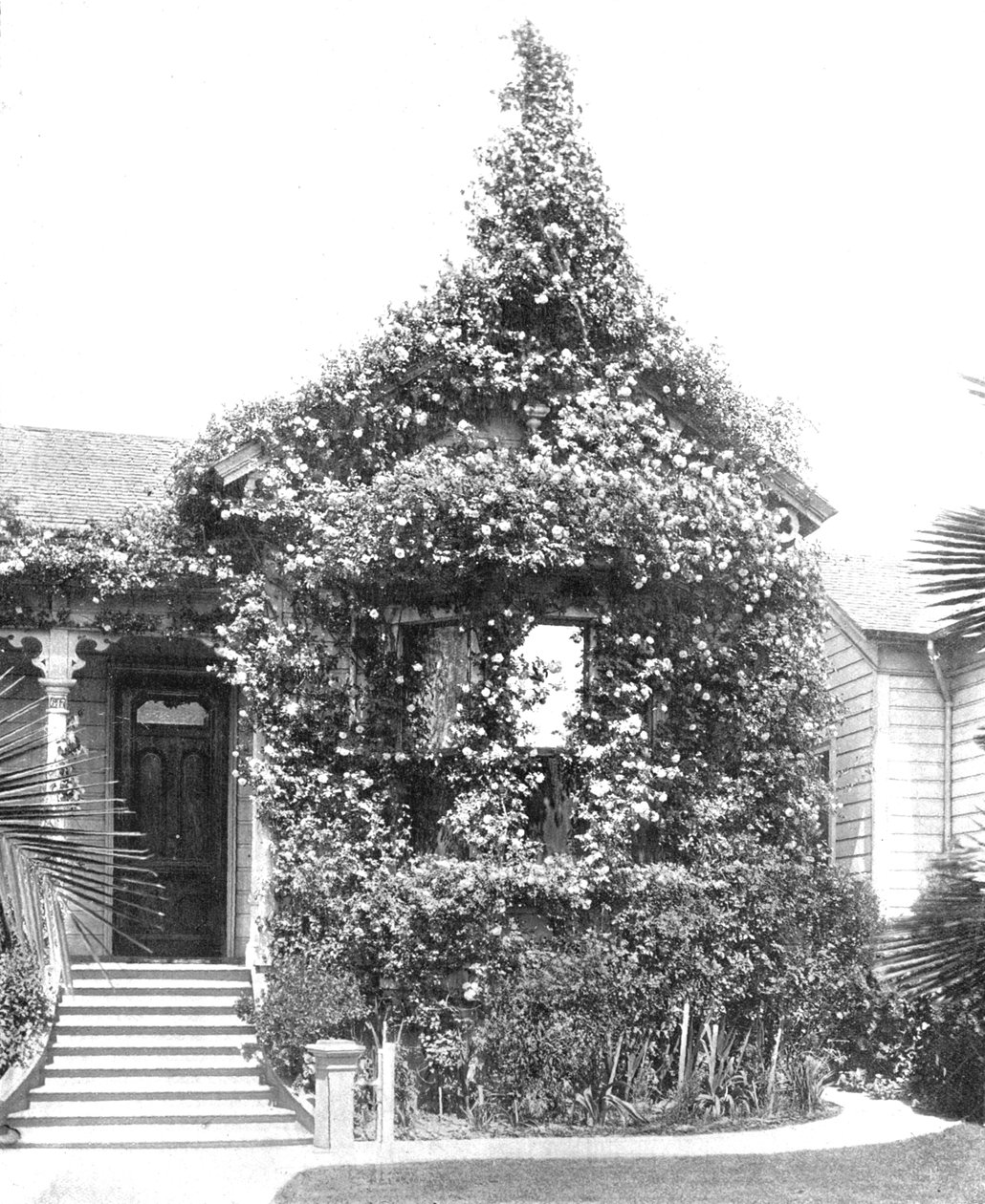 Rose Cottage, South Spring Street, Los Angeles, Califórnia, EUA, c1900. de Unbekannt