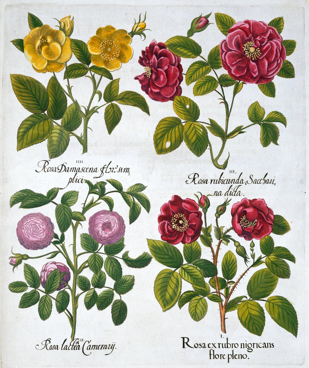Rosas, 1613 de Unbekannt