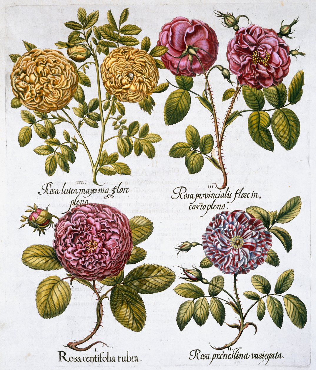 Rosas, 1613 de Unbekannt