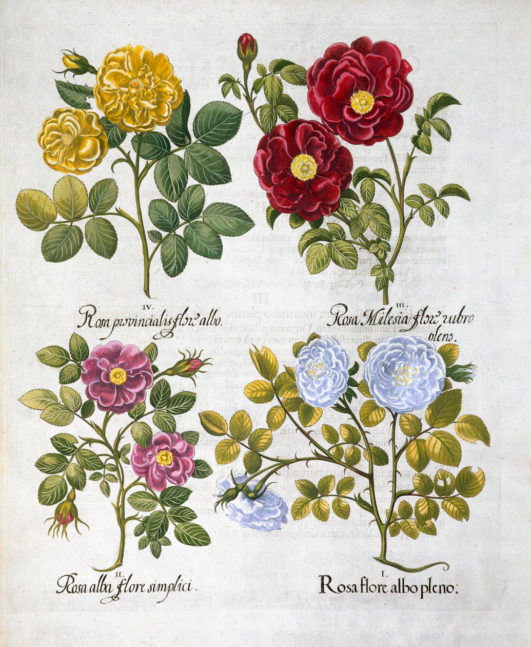 Rosas, 1613 de Unbekannt