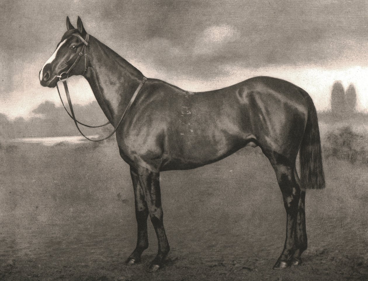 Ross, 1911. de Unbekannt