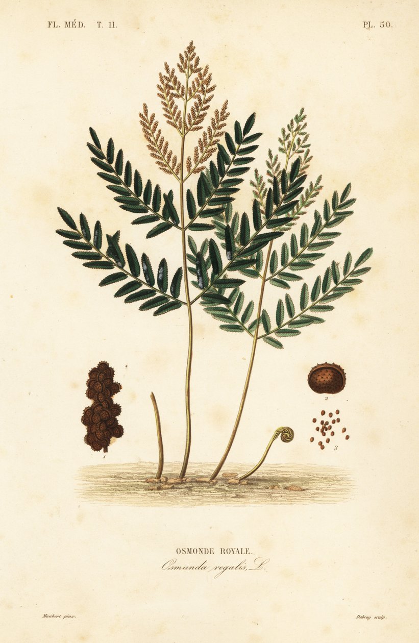 Royal fern, Osmunda regalis, Osmonde royale de Unbekannt