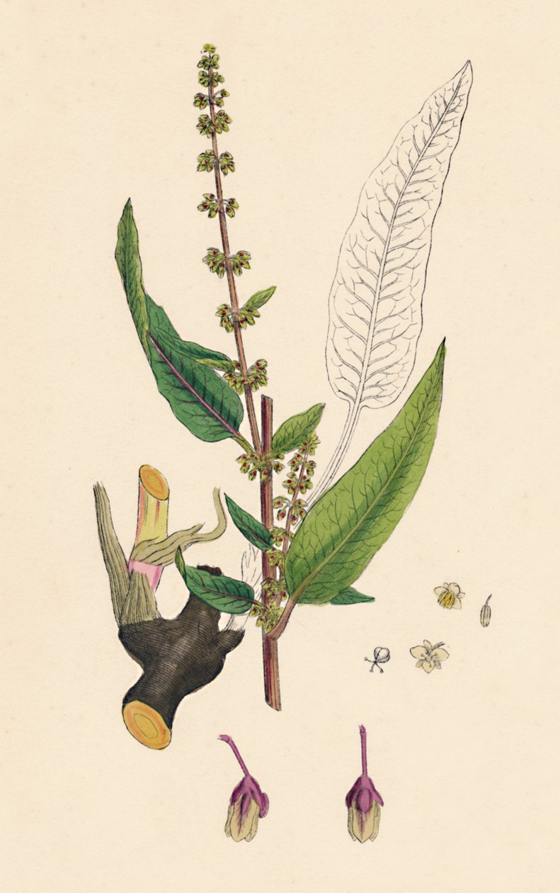 Rumex sanguinens. Doca com veias ensanguentadas, século XIX de Unbekannt
