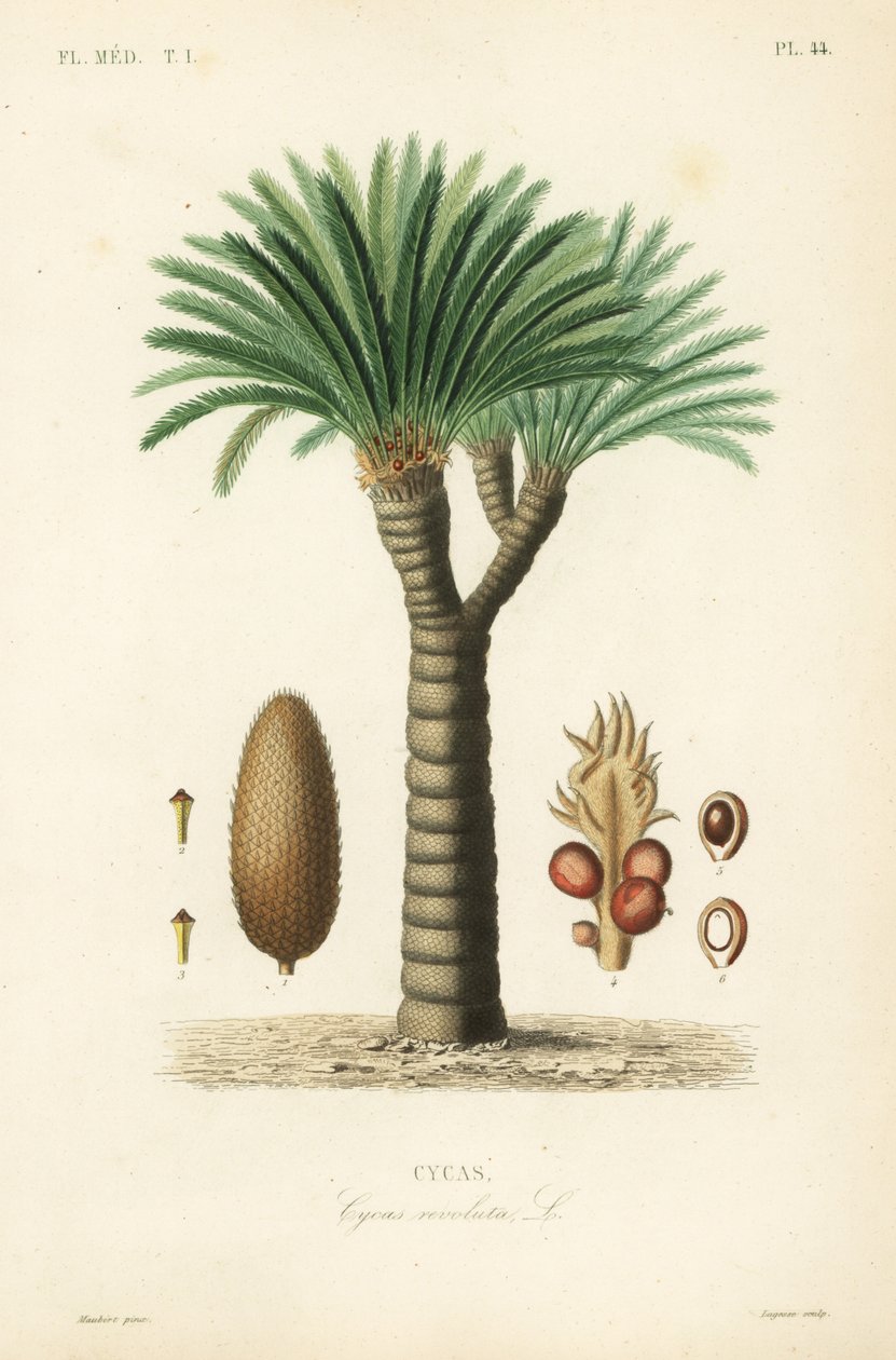 Sago palm, king sago, sago cycad ou sago palm japonês, Cycas revoluta, Cycas de Unbekannt