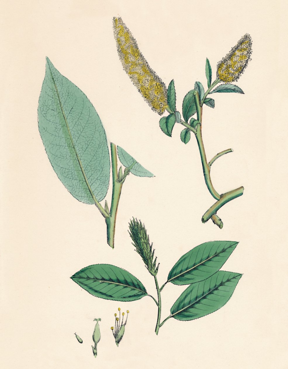 Salix pentandra. Salgueiro com folhas de louro, século XIX de Unbekannt