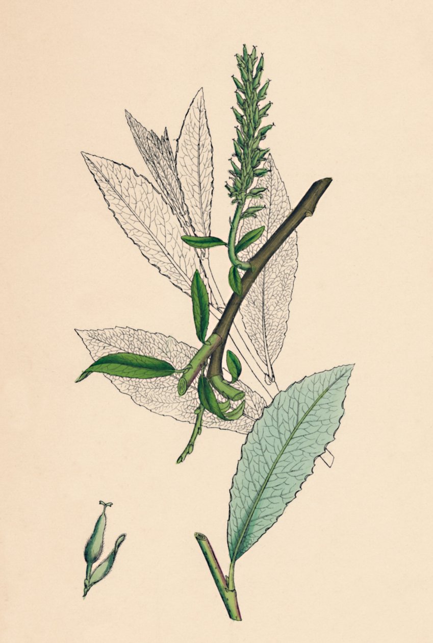 Salix phylicifolia, var. radicans. Sallow com folhas de chá, var. a., século XIX de Unbekannt