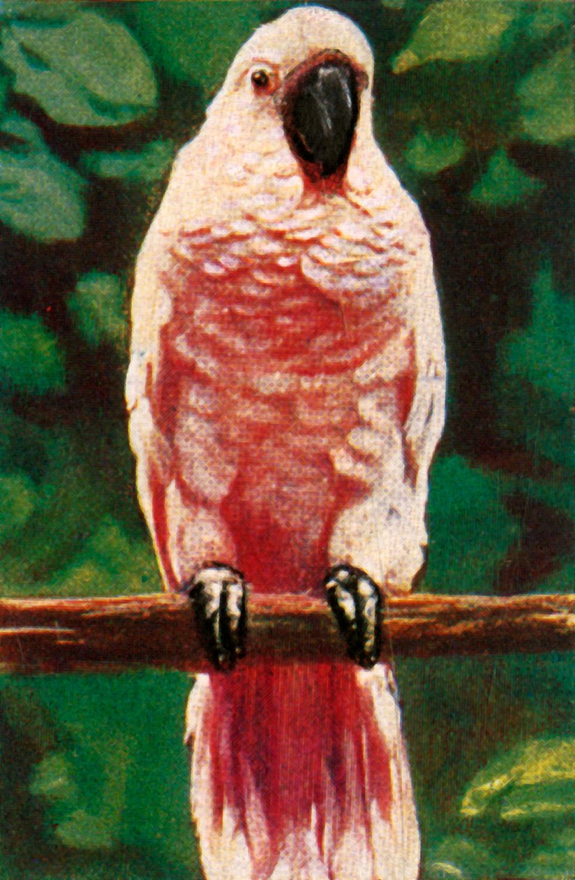 Cacatua com crista de salmão, c1928. de Unbekannt
