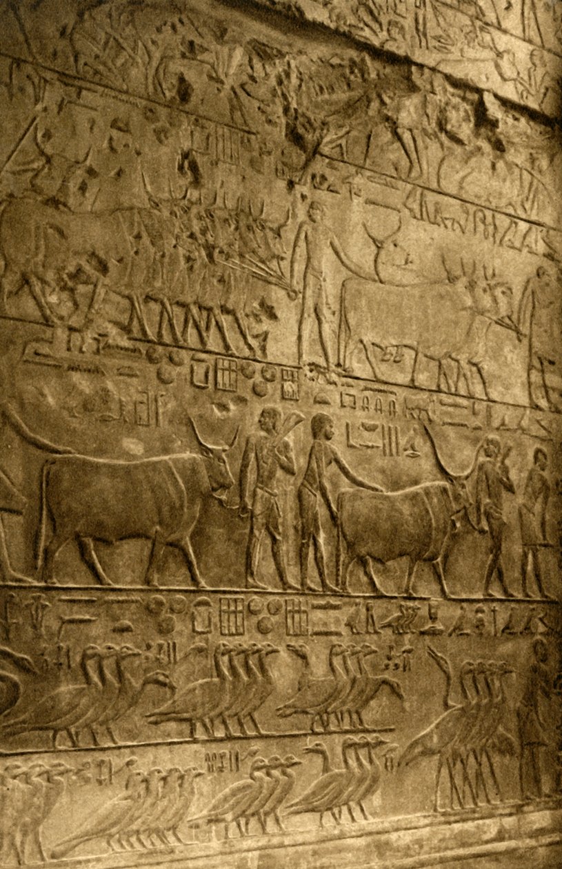 Saqqara - Tumba de Ptahotep - Decoração Mural, c1918-c1939. de Unbekannt