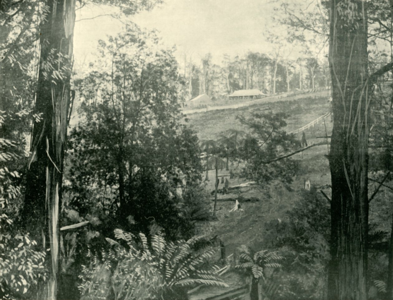 Cena no Upper Gembrook, Victoria, 1901. de Unbekannt
