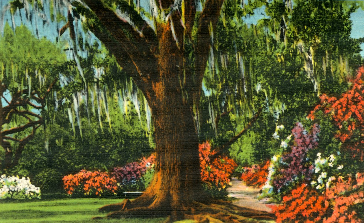 Cena em Magnolia Gardens, perto de Charleston, SC, 1942. de Unbekannt