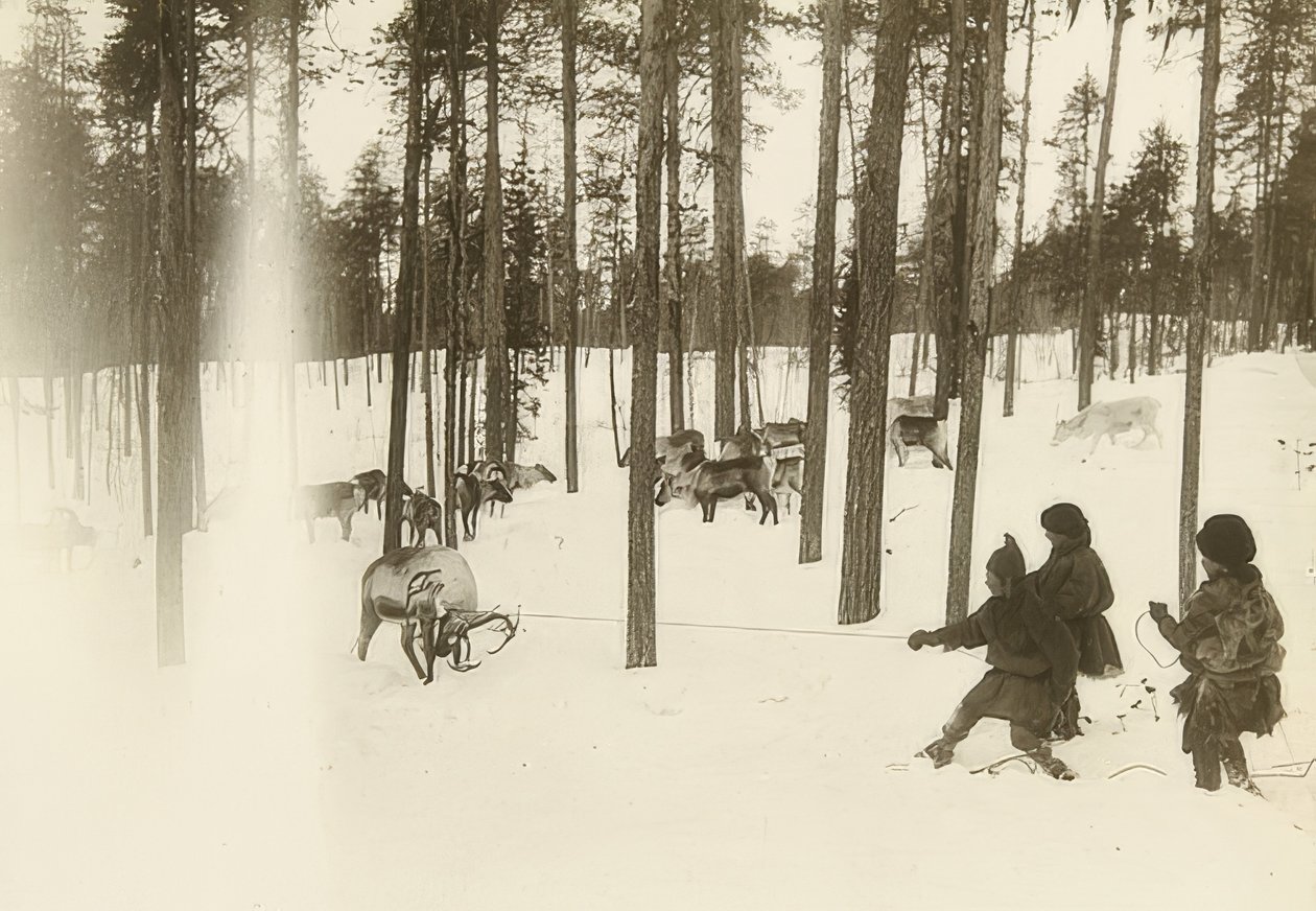 Suécia. Pano (semente) ao pegar uma rena. Por volta de 1900 de Unbekannt