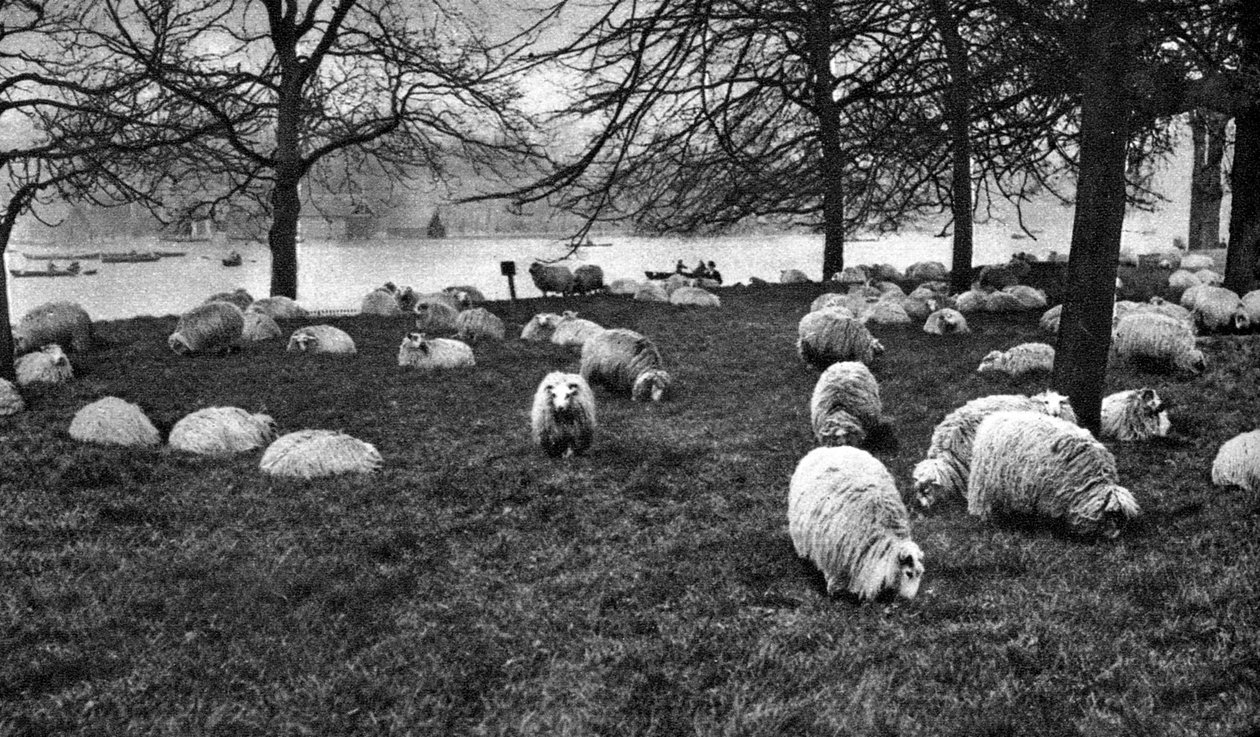 Ovelha escocesa pelo Serpentine, Hyde Park, Londres, 1926-1927 de Unbekannt