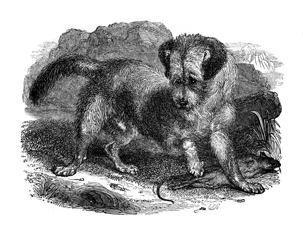 Terrier escocês, 1848 de Unbekannt