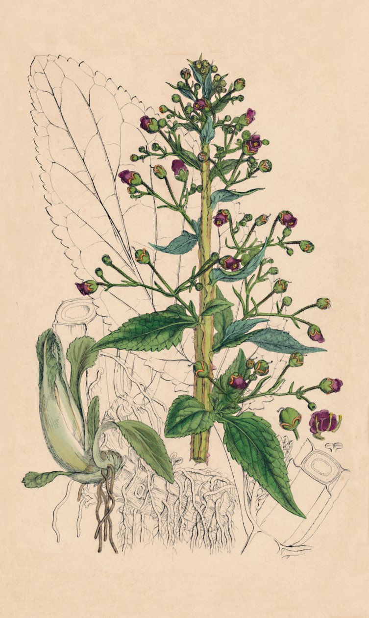 Scrophularia Ehrharti. Ehrharts Water-Betony, século XIX de Unbekannt