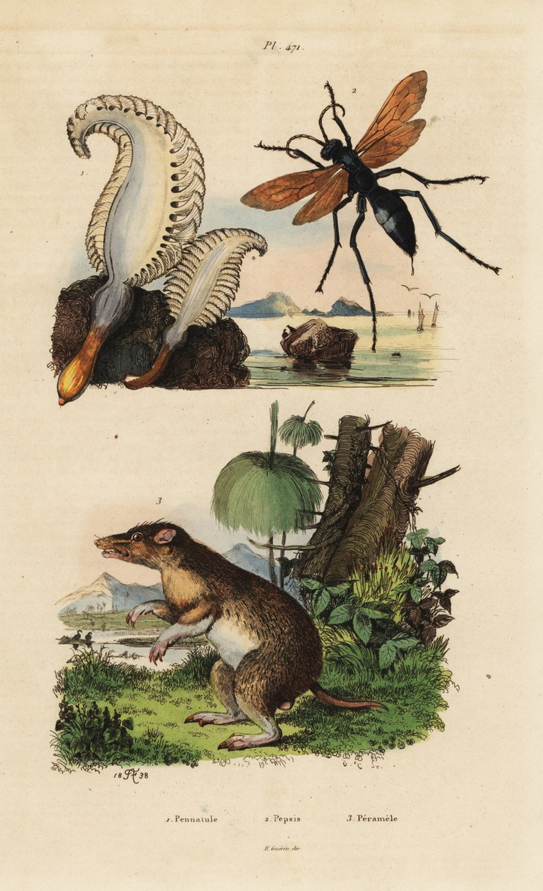 Caneta marinha, Pennatula phosphorea 1, vespa aranha, Pepsis limbata 2, e bandicoot de nariz comprido, Perameles nasuta 3 de Unbekannt