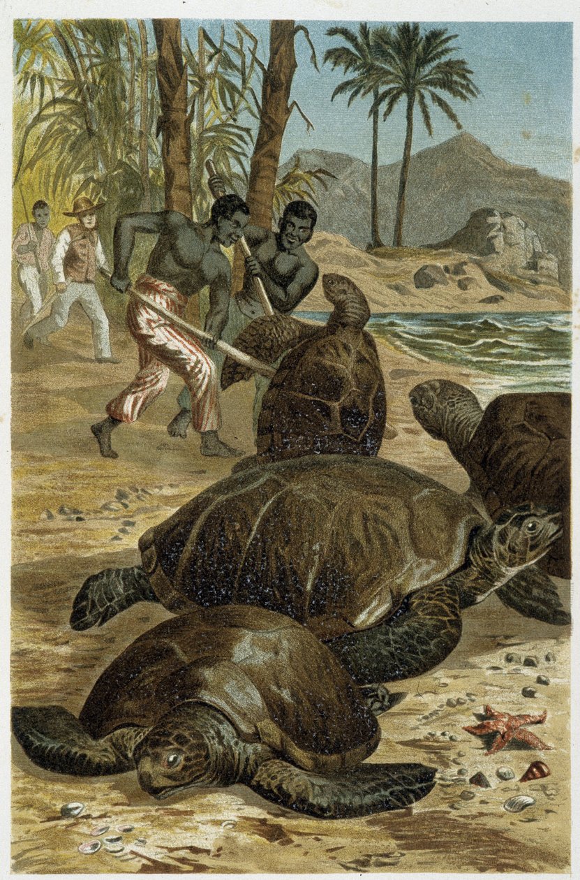 Tartarugas marinhas mortas nas costas africanas - em "La Vita degli animali" de A.E. Brehm, Torino de Unbekannt
