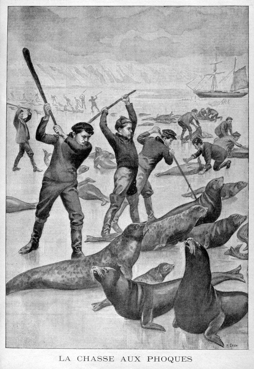 Caça às focas, Terra Nova, 1902 de Unbekannt