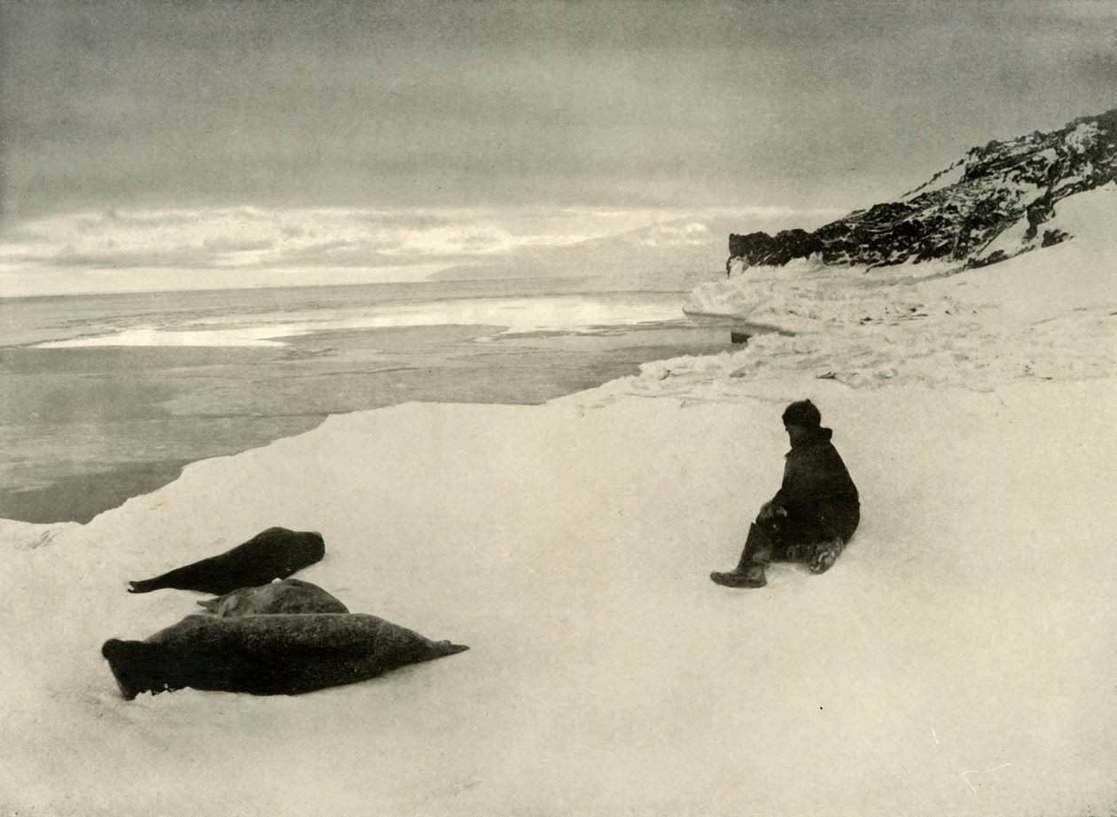Selos na borda do gelo, c1908, 1909 de Unbekannt