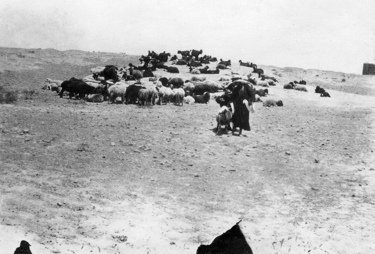 Ovelhas pastando fora de Samarra, Mesopotâmia, 1918 de Unbekannt