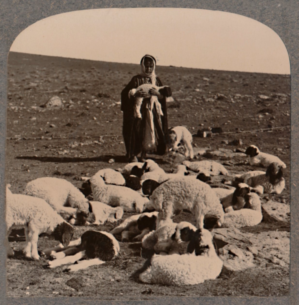 Pastor e rebanho, c1900 de Unbekannt