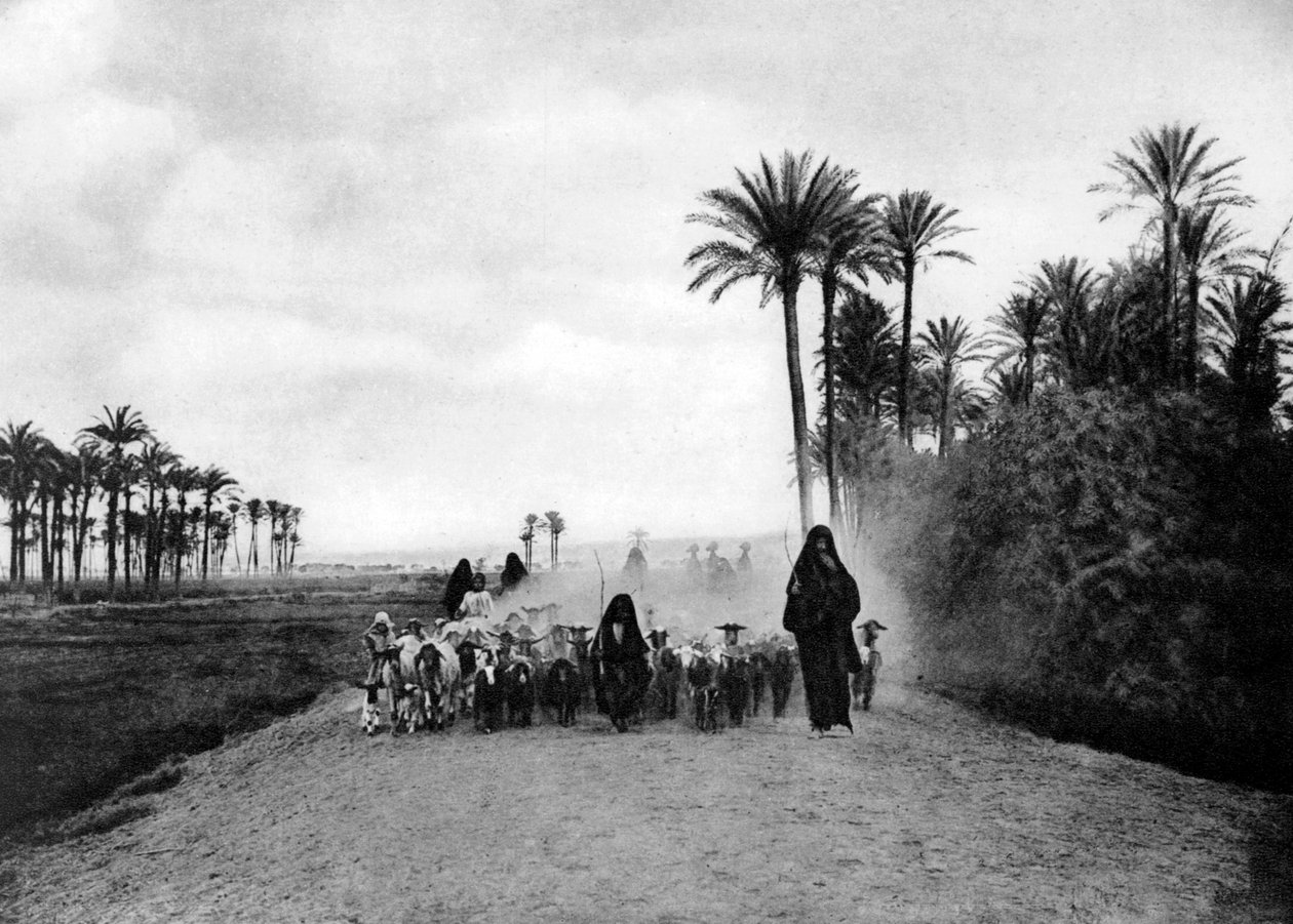 Pastoreio de ovelhas em Cairo, Egito, c1920s de Unbekannt