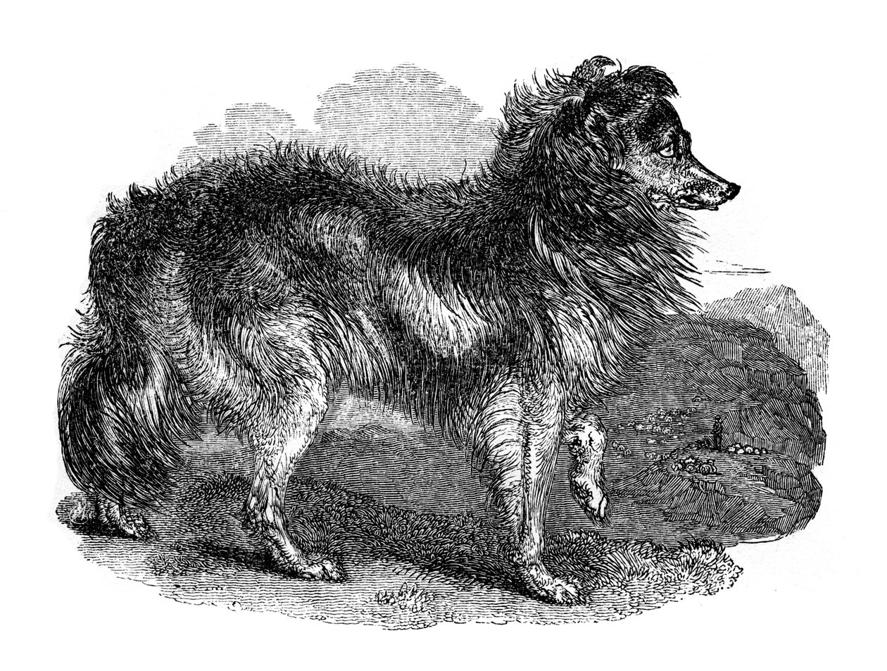Cão de pastores, 1848 de Unbekannt