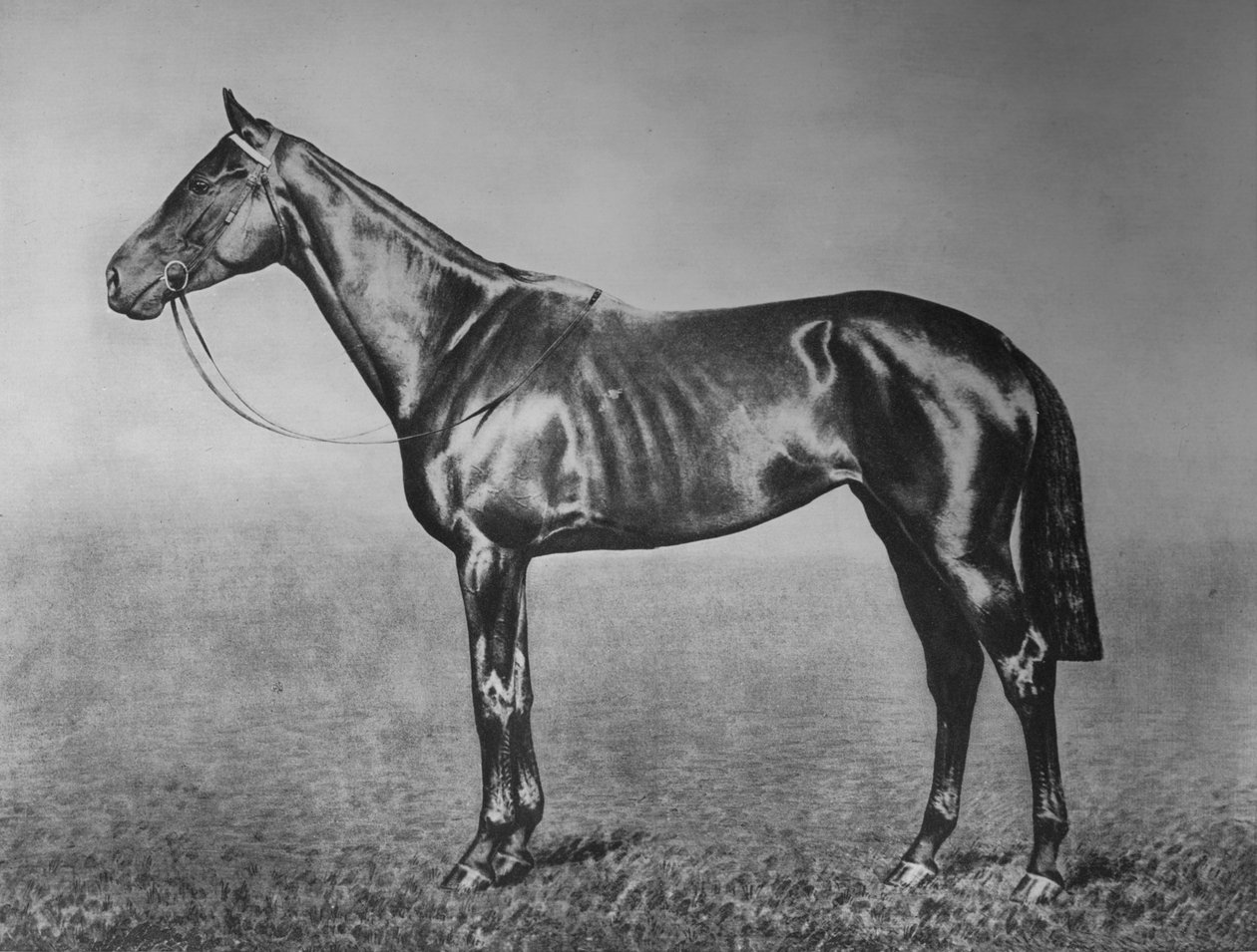 Signorinetta, 1905-1928, 1911 de Unbekannt