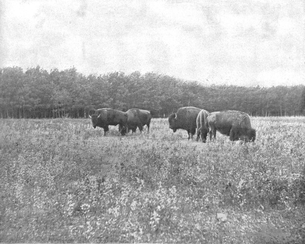 Silver Heights, Winnipeg, Canadá, c1900. de Unbekannt