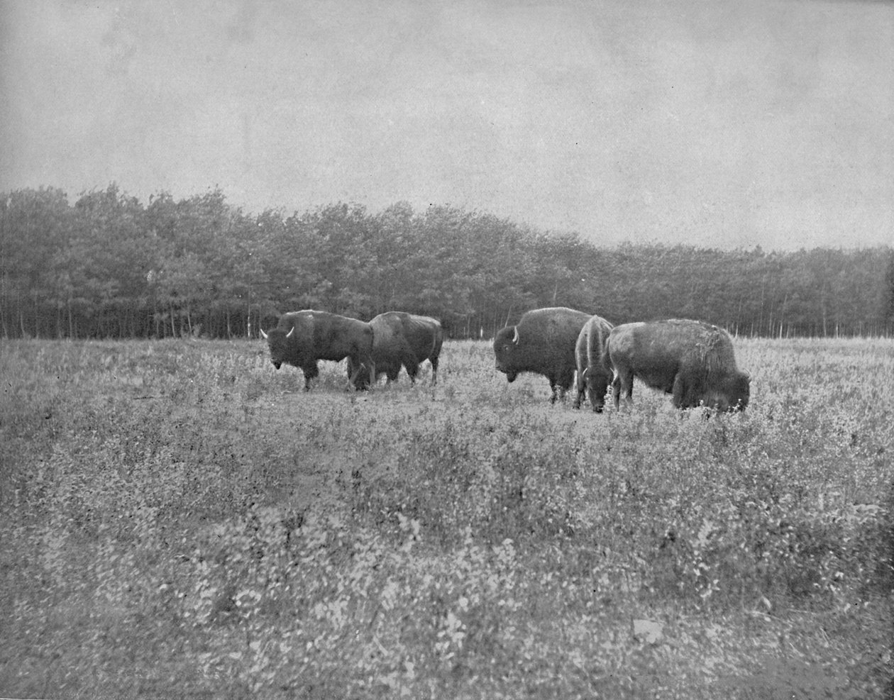 Silver Heights, Winnipeg, c1897. de Unbekannt