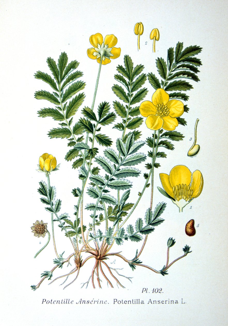 Silverweed, 1893 de Unbekannt