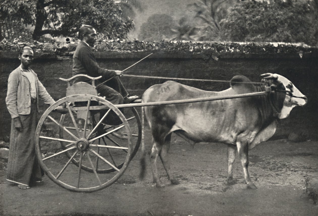 Vagão zebra cingalês, 1926 de Unbekannt