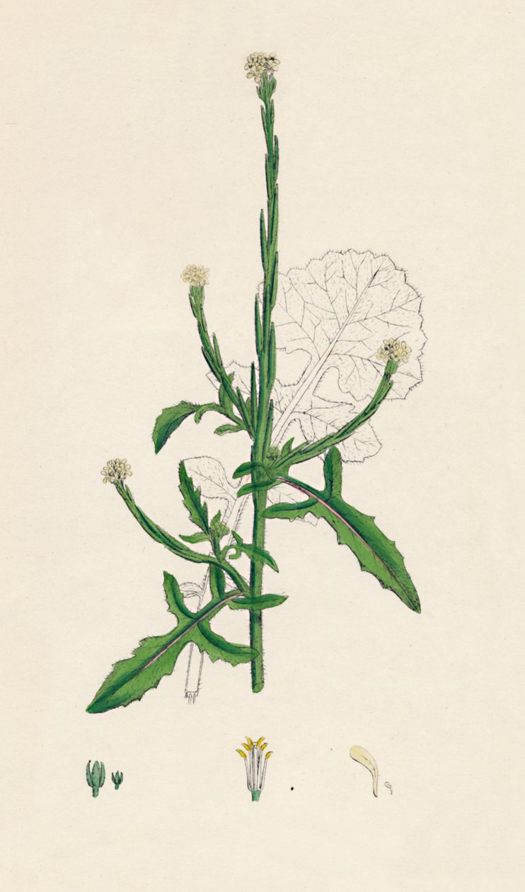 Sisymbrium officinale. Mostarda comum, século XIX de Unbekannt