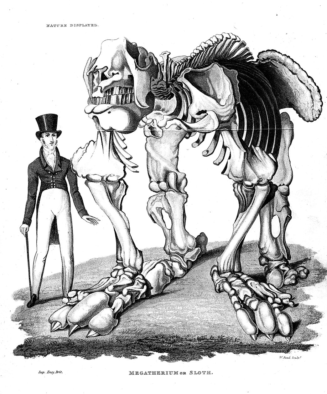 Esqueleto de Megatherium, preguiça gigante extinta, 1823 de Unbekannt