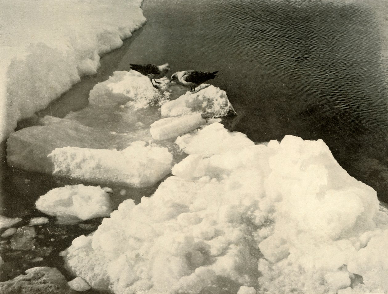 Gaivotas de Skua na borda do gelo, c1908, 1909. de Unbekannt