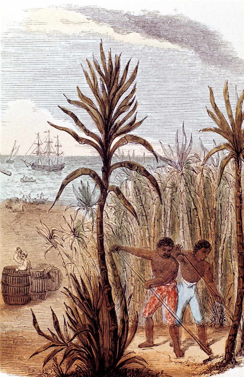 Escravos que cultivam cana-de-açúcar nas Índias Ocidentais, 1852 de Unbekannt