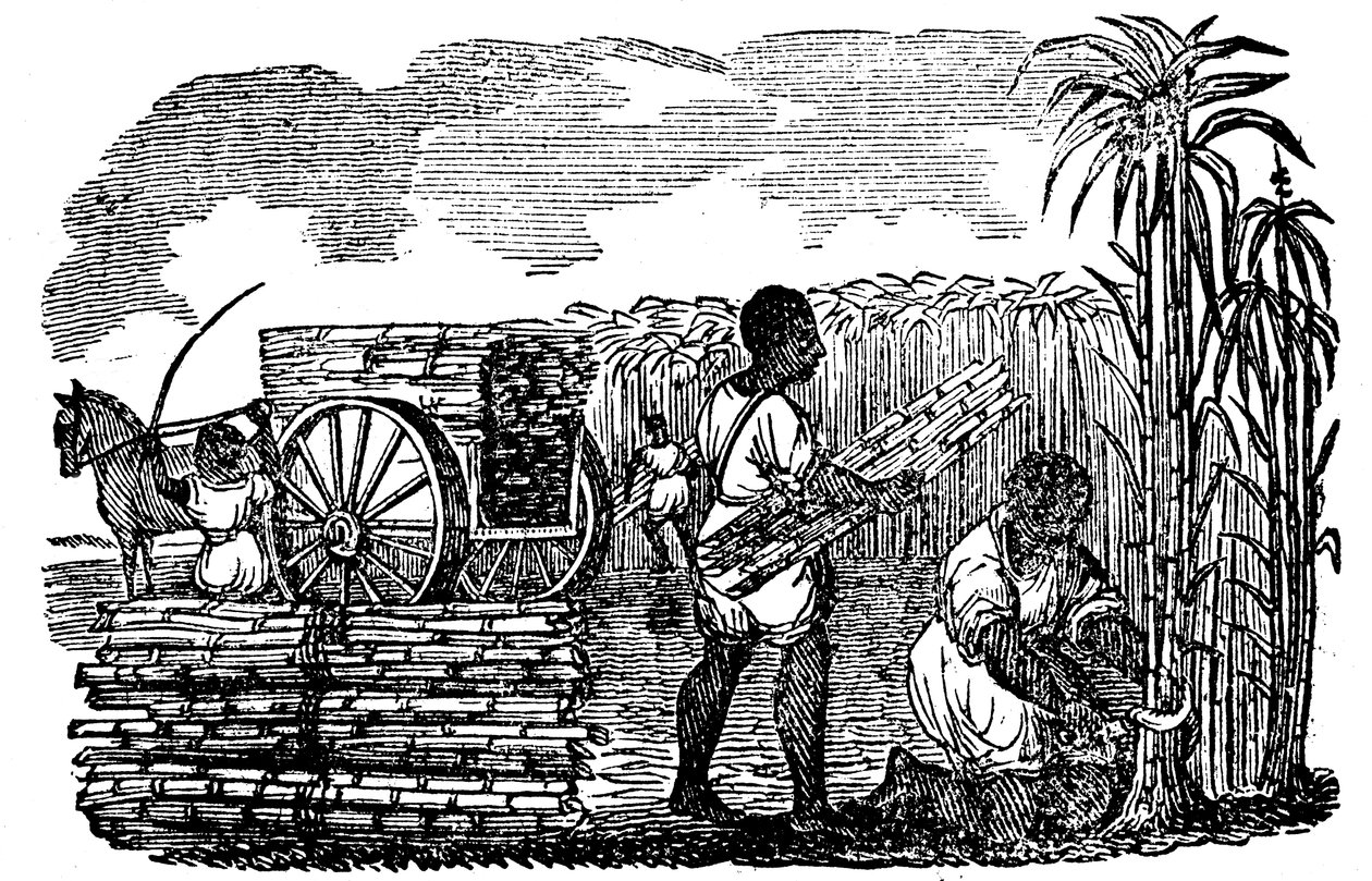 Escravos que colhem cana-de-açúcar na Louisiana, 1833 de Unbekannt